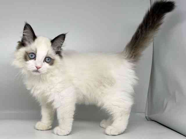 徳島県のラグドール (ひごペットフレンドリーゆめタウン徳島店/2025年12月4日生まれ/女の子/シールポイントバイカラー)の子猫の2枚目の画像