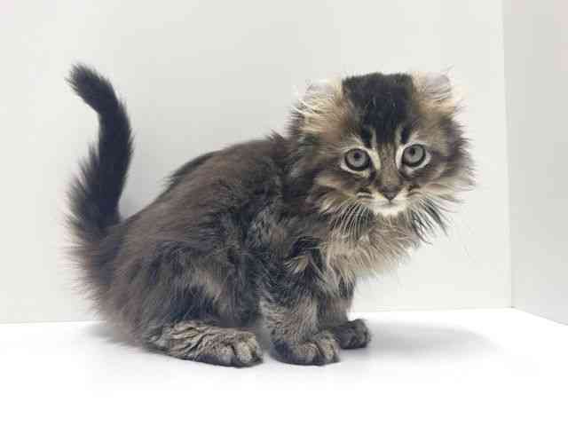 愛知県のアメリカンカール (ひごペットフレンドリーららぽーと名古屋みなとアクルス店/2025年11月19日生まれ/男の子/ブラウンタビー)の子猫の2枚目の画像