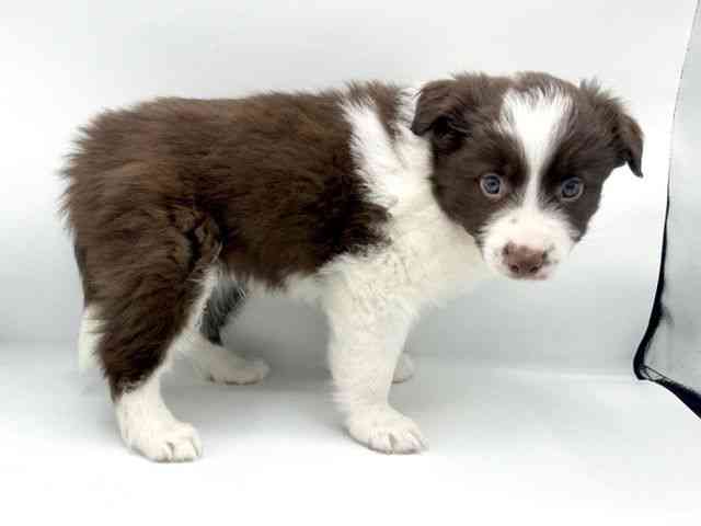 大阪府のボーダーコリー (ひごペットフレンドリーららぽーとEXPOCITY店/2025年12月7日生まれ/男の子/チョコレートホワイト)の子犬の2枚目の画像