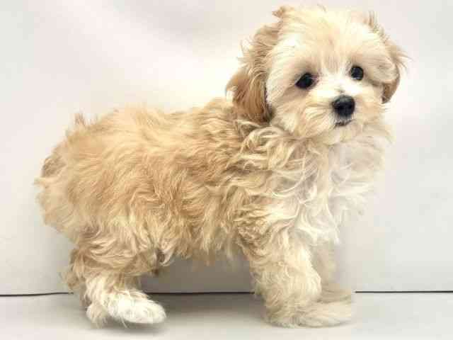 兵庫県のハーフ犬・ミックス犬 (ひごペットフレンドリークラウンパーク伊丹店/2025年12月4日生まれ/女の子/クリーム)の子犬の2枚目の画像