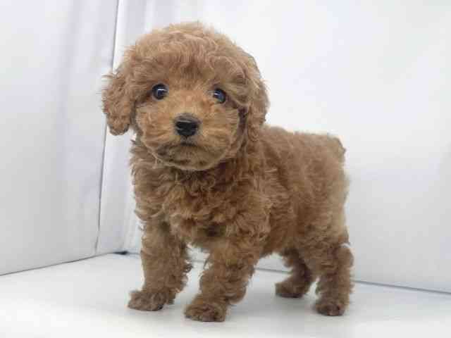 兵庫県のトイプードル(トイ) (ひごペットフレンドリーイオンタウン加古川店/2025年12月5日生まれ/男の子/オレンジフォーン)の子犬の2枚目の画像