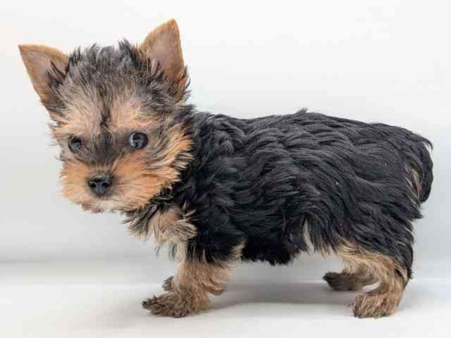 香川県のヨークシャーテリア (ひごペットフレンドリーゆめタウン高松店/2025年12月7日生まれ/女の子/スチールブルータン)の子犬の2枚目の画像