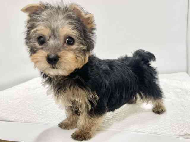 高知県のヨークシャーテリア (ひごペットフレンドリーイオンモール高知店/2025年12月7日生まれ/女の子/スチールブルータン)の子犬の2枚目の画像