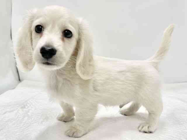 高知県のミニチュアダックスフンド(ロング) (ひごペットフレンドリーイオンモール高知店/2025年12月5日生まれ/男の子/イエロー)の子犬の2枚目の画像