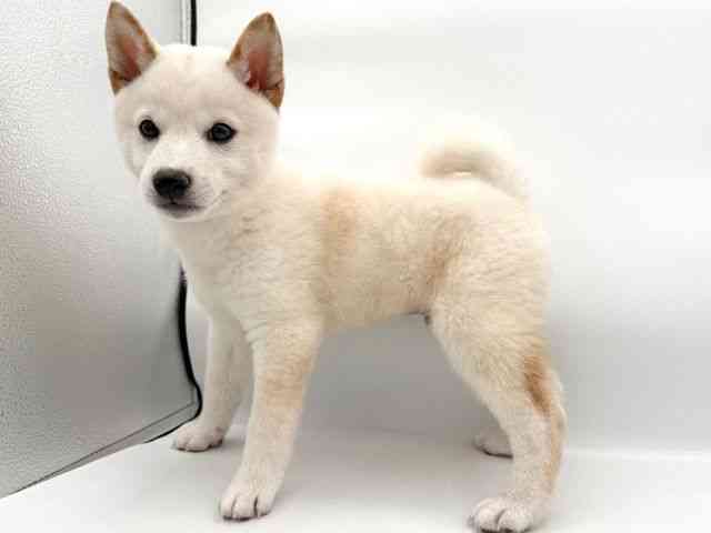 大阪府の柴犬(標準サイズ) (ひごペットフレンドリーイオンそよら海老江店/2025年12月6日生まれ/男の子/白)の子犬の2枚目の画像