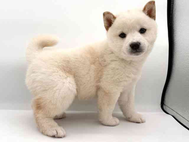 大阪府の柴犬(標準サイズ) (ひごペットフレンドリーイオンそよら海老江店/2025年12月6日生まれ/男の子/白)の子犬の2枚目の画像