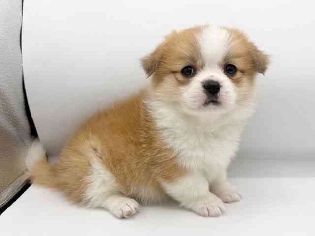 大阪府のハーフ犬・ミックス犬 (ひごペットフレンドリーららぽーとEXPOCITY店/2025年12月5日生まれ/女の子/レッドホワイト)の子犬の2枚目の画像