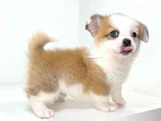 兵庫県のハーフ犬・ミックス犬 (ひごペットフレンドリーイトーヨーカドー明石店/2025年12月5日生まれ/男の子/レッドホワイト)の子犬の2枚目の画像