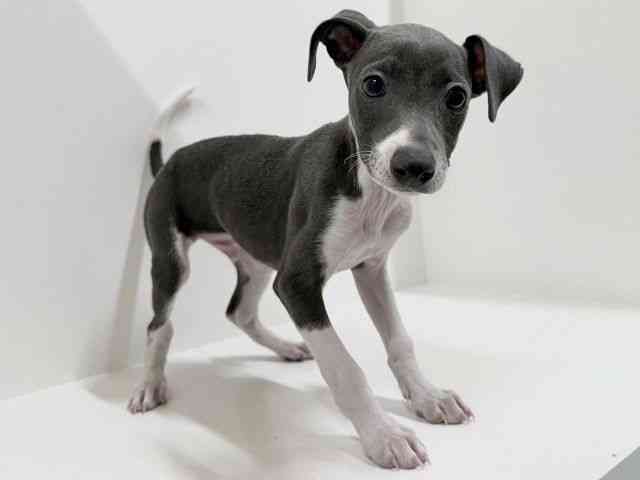奈良県のイタリアングレーハウンド (ひごペットフレンドリーイオンモール橿原ウエスト・ビレッジ店/2025年11月29日生まれ/男の子/ブルーホワイト)の子犬の2枚目の画像