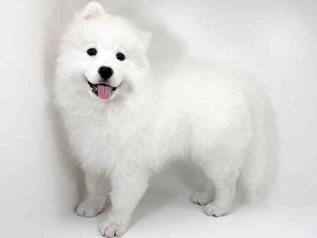 京都府のサモエド (ひごペットフレンドリーイズミヤショッピングセンター八幡店/2025年12月5日生まれ/女の子/ホワイト)の子犬の2枚目の画像