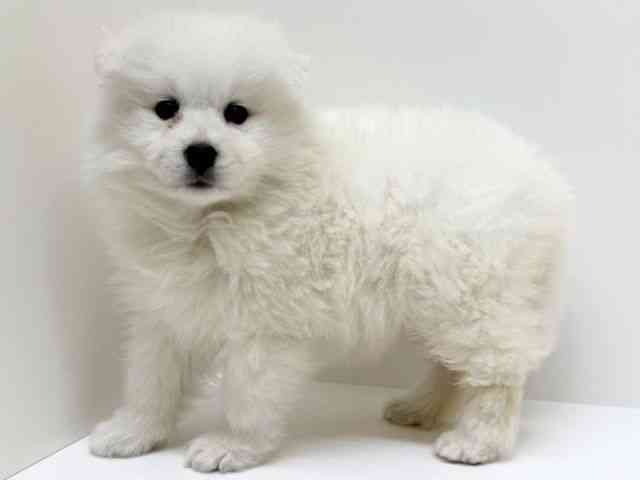 兵庫県のサモエド (ひごペットフレンドリーブルメールHAT神戸店/2025年12月5日生まれ/女の子/ホワイト)の子犬の2枚目の画像