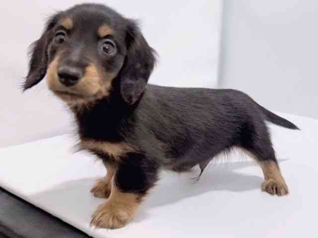 大阪府のカニンヘンダックスフンド(ロング) (ひごペットフレンドリーイズミヤショッピングセンター千里丘店/2025年12月6日生まれ/男の子/ブラックタン)の子犬の2枚目の画像