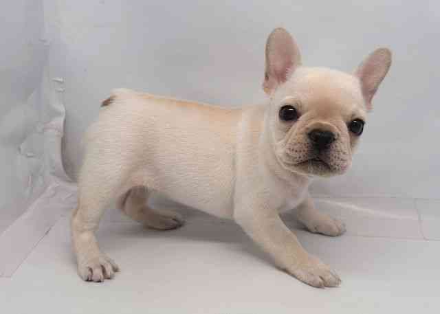 鳥取県のフレンチブルドッグ (ひごペットフレンドリーイオンモール鳥取北店/2025年12月5日生まれ/女の子/クリーム)の子犬の2枚目の画像