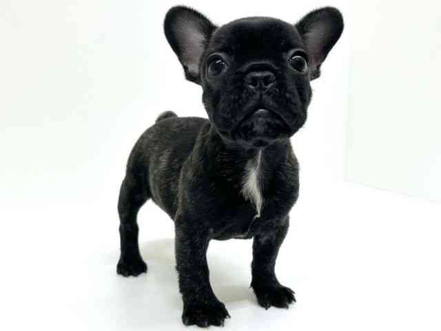 兵庫県のフレンチブルドッグ (ひごペットフレンドリーブルメールHAT神戸店/2025年12月5日生まれ/女の子/ブリンドルホワイト)の子犬の2枚目の画像