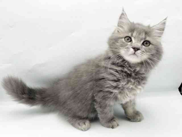 奈良県のサイベリアン (ひごペットフレンドリートナリエ大和高田店/2025年11月27日生まれ/男の子/ブルータビー)の子猫の2枚目の画像