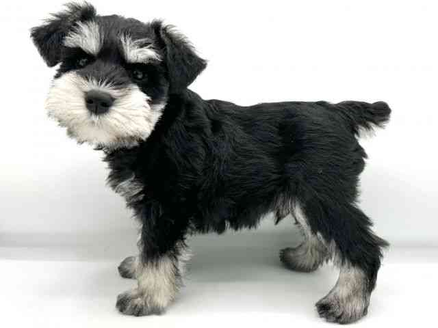 大阪府のミニチュアシュナウザー (ひごペットフレンドリーららぽーとEXPOCITY店/2025年12月6日生まれ/男の子/ブラックシルバー)の子犬の2枚目の画像