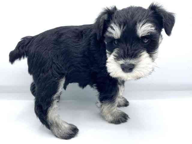 大阪府のミニチュアシュナウザー (ひごペットフレンドリーららぽーとEXPOCITY店/2025年12月6日生まれ/男の子/ブラックシルバー)の子犬の2枚目の画像