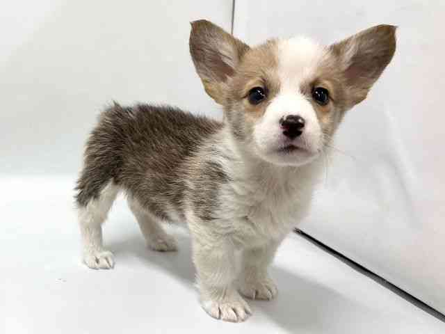 京都府のウェルシュコーギーペンブローク (ひごペットフレンドリー京都店/2025年12月6日生まれ/女の子/レッドホワイト)の子犬の2枚目の画像