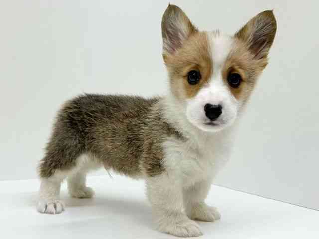 兵庫県のウェルシュコーギーペンブローク (ひごペットフレンドリーブルメールHAT神戸店/2025年12月6日生まれ/男の子/レッドホワイト)の子犬の2枚目の画像