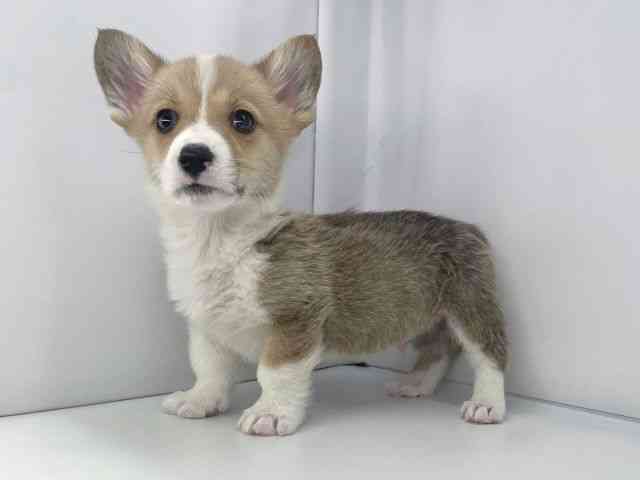 兵庫県のウェルシュコーギーペンブローク (ひごペットフレンドリーイオンタウン加古川店/2025年12月6日生まれ/男の子/レッドホワイト)の子犬の2枚目の画像