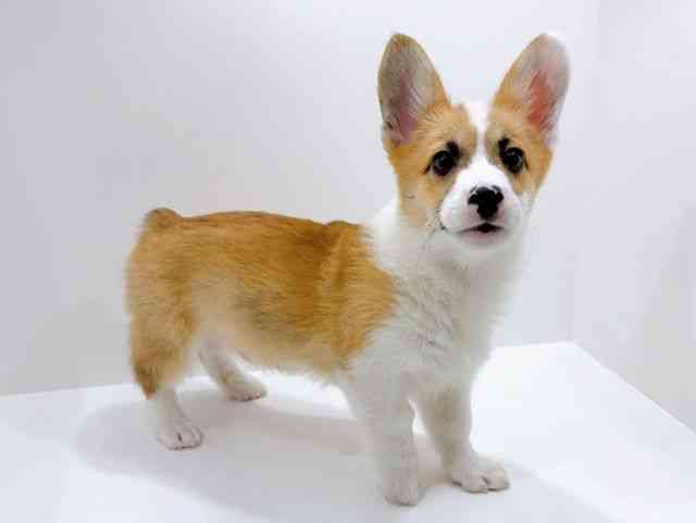 広島県のウェルシュコーギーペンブローク (ひごペットフレンドリーフジグラン神辺店/2025年12月6日生まれ/男の子/レッドホワイト)の子犬の2枚目の画像