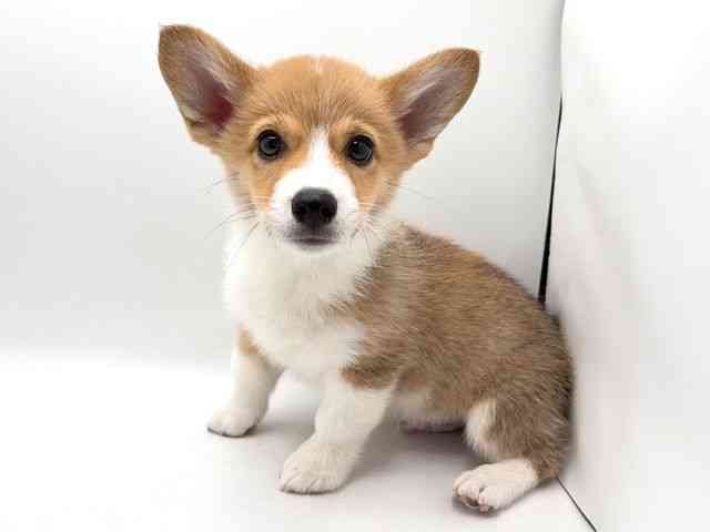 奈良県のウェルシュコーギーペンブローク (ひごペットフレンドリー田原本店/2025年12月5日生まれ/男の子/レッドホワイト)の子犬の2枚目の画像