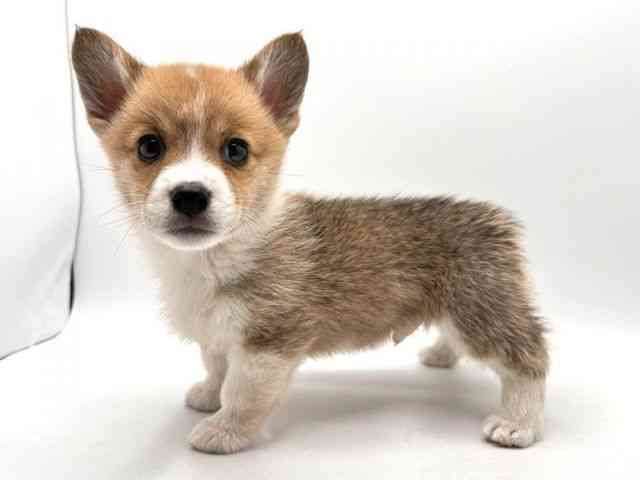 奈良県のウェルシュコーギーペンブローク (ひごペットフレンドリー田原本店/2025年12月5日生まれ/男の子/レッドホワイト)の子犬の2枚目の画像