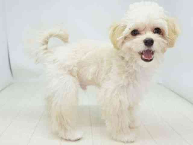 福岡県のマルプー(マルチーズ×プードル) (ひごペットフレンドリーゆめタウン筑紫野店/2025年12月7日生まれ/男の子/アプリコット)の子犬の2枚目の画像