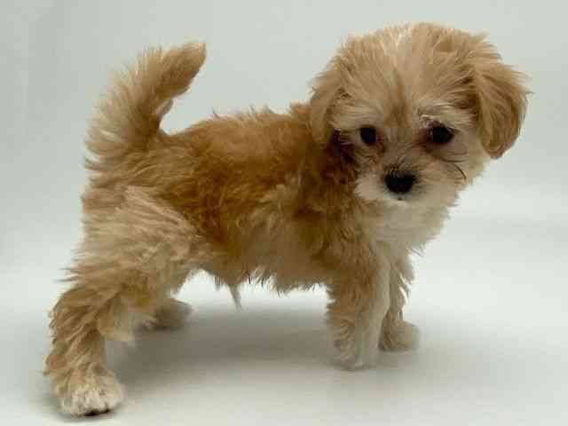 島根県のマルプー(マルチーズ×プードル) (ひごペットフレンドリーイオンモール出雲店/2025年12月7日生まれ/男の子/アプリコット)の子犬の2枚目の画像