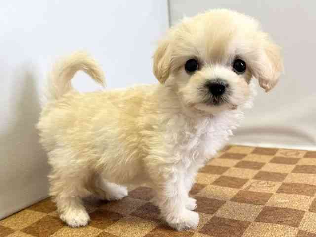 愛媛県のマルプー(マルチーズ×プードル) (ひごペットフレンドリーエミフルMASAKI店/2025年12月7日生まれ/女の子/アプリコット)の子犬の2枚目の画像