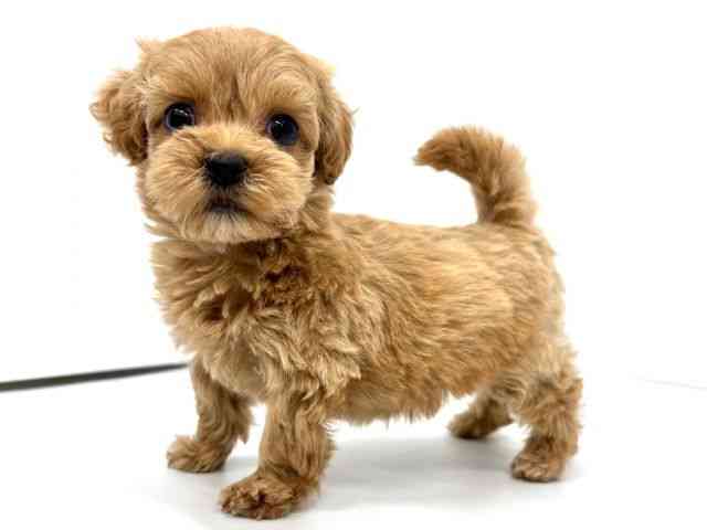 大阪府のマルプー(マルチーズ×プードル) (ひごペットフレンドリーイオンタウン茨木太田店/2025年12月6日生まれ/女の子/アプリコット)の子犬の2枚目の画像