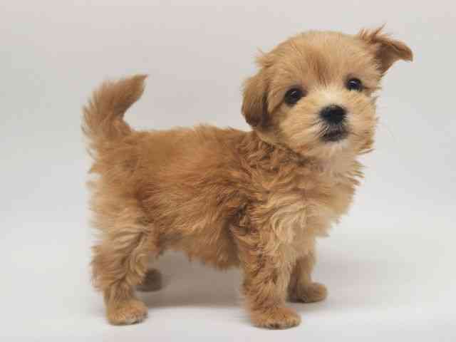 大阪府のマルプー(マルチーズ×プードル) (ひごペットフレンドリー泉ヶ丘店/2025年12月5日生まれ/男の子/アプリコット)の子犬の2枚目の画像