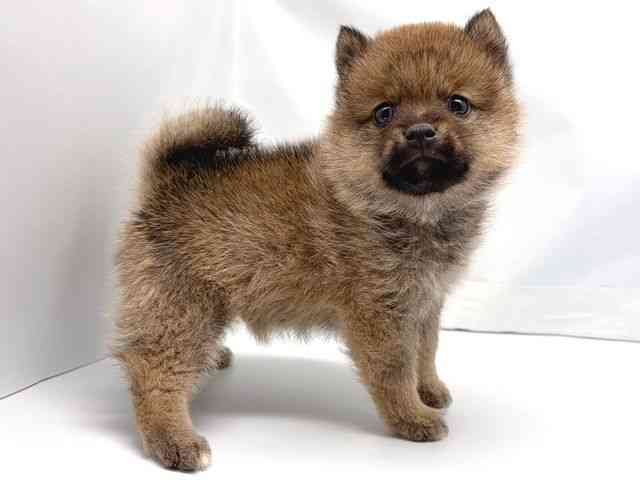 京都府のポメ柴/豆ポメ/ポメ豆柴(ポメラニアン×柴犬) (ひごペットフレンドリー洛北阪急スクエア店/2025年12月5日生まれ/女の子/レッド)の子犬の2枚目の画像