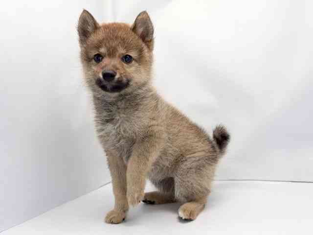 京都府のポメ柴/豆ポメ/ポメ豆柴(ポメラニアン×柴犬) (ひごペットフレンドリー洛北阪急スクエア店/2025年12月5日生まれ/女の子/レッド)の子犬の2枚目の画像