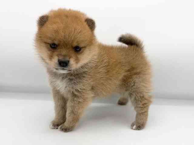 大阪府のポメ柴/豆ポメ/ポメ豆柴(ポメラニアン×柴犬) (ひごペットフレンドリーららぽーとEXPOCITY店/2025年12月5日生まれ/女の子/レッド)の子犬の2枚目の画像