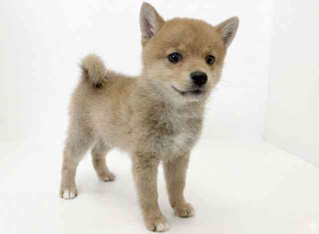 大阪府のポメ柴/豆ポメ/ポメ豆柴(ポメラニアン×柴犬) (ひごペットフレンドリーアクロスプラザ住之江店/2025年12月5日生まれ/女の子/レッド)の子犬の2枚目の画像