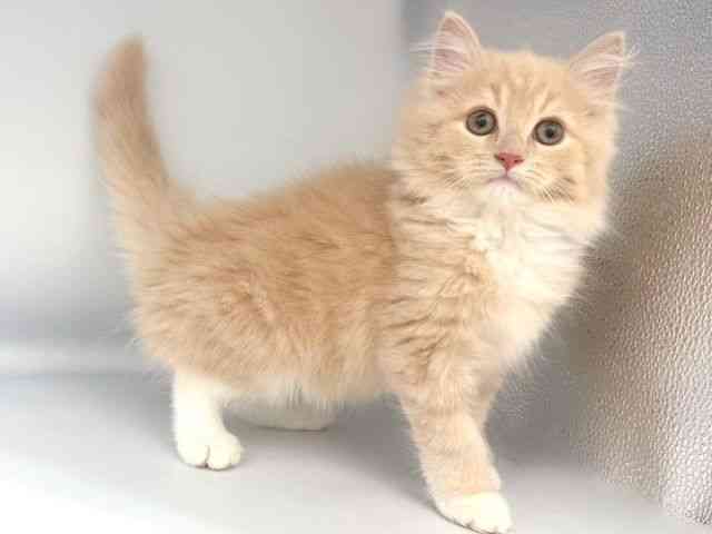 大阪府のサイベリアン (ひごペットフレンドリー岸和田店/2025年12月6日生まれ/男の子/クリームタビーホワイト)の子猫の2枚目の画像