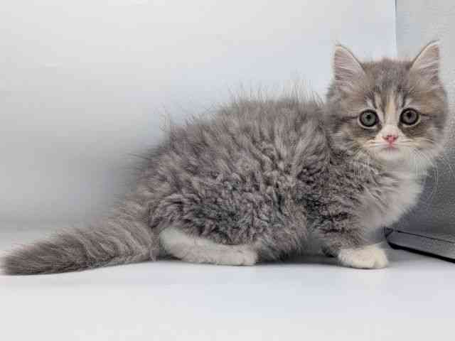 香川県のサイベリアン (ひごペットフレンドリーゆめタウン高松店/2025年12月6日生まれ/男の子/ブルータビーホワイト)の子猫の2枚目の画像