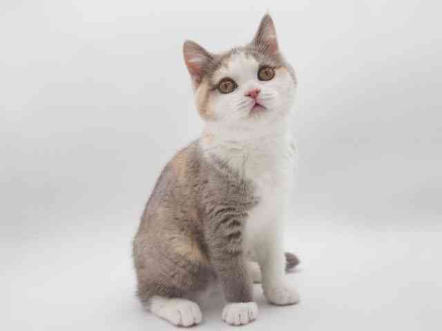 大阪府のブリティッシュショートヘアー (ひごペットフレンドリー泉ヶ丘店/2025年12月6日生まれ/女の子/ライラッククリーム＆ホワイト)の子猫の2枚目の画像