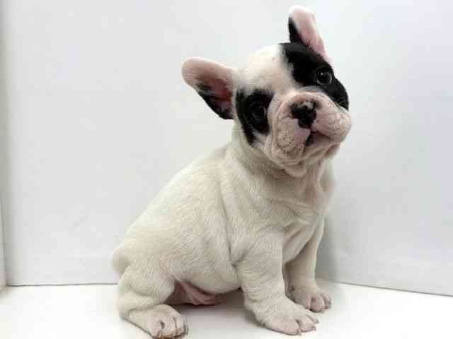 大阪府のフレンチブルドッグ (ひごペットフレンドリーベルファⅡ都島店/2025年12月6日生まれ/男の子/パイド)の子犬の2枚目の画像