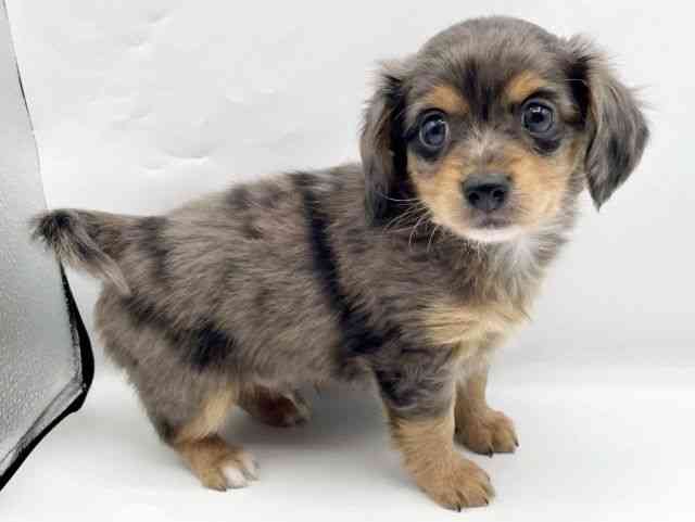 奈良県のチワックス(チワワ×ダックス) (ひごペットフレンドリートナリエ大和高田店/2025年12月6日生まれ/男の子/シルバーダップル)の子犬の2枚目の画像