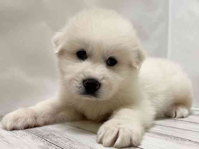 和歌山県のグレートピレニーズ (ひごペットフレンドリーパームシティ和歌山店/2025年12月5日生まれ/男の子/ホワイト)の子犬の2枚目の画像