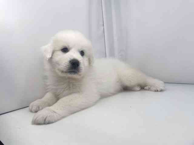 兵庫県のグレートピレニーズ (ひごペットフレンドリーイオンタウン加古川店/2025年12月5日生まれ/男の子/ホワイト)の子犬の2枚目の画像
