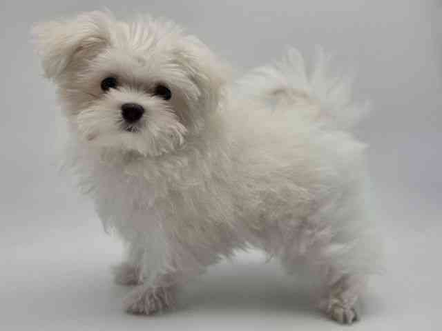 島根県のポメマル/マルポメ(ポメラニアン×マルチーズ) (ひごペットフレンドリーイオンモール出雲店/2025年12月6日生まれ/男の子/ホワイト)の子犬の2枚目の画像