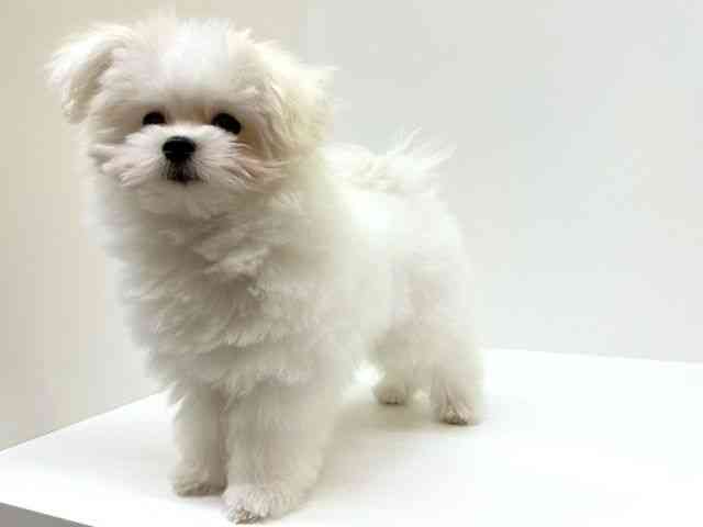 兵庫県のポメマル/マルポメ(ポメラニアン×マルチーズ) (ひごペットフレンドリーブルメールHAT神戸店/2025年12月6日生まれ/男の子/ホワイト)の子犬の2枚目の画像