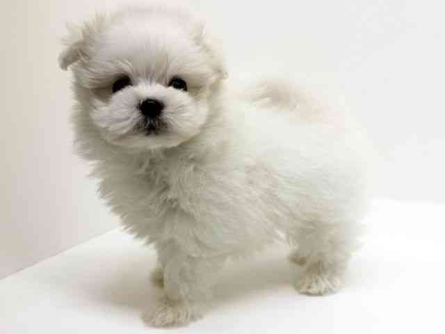 兵庫県のポメマル/マルポメ(ポメラニアン×マルチーズ) (ひごペットフレンドリーブルメールHAT神戸店/2025年12月6日生まれ/男の子/ホワイト)の子犬の2枚目の画像