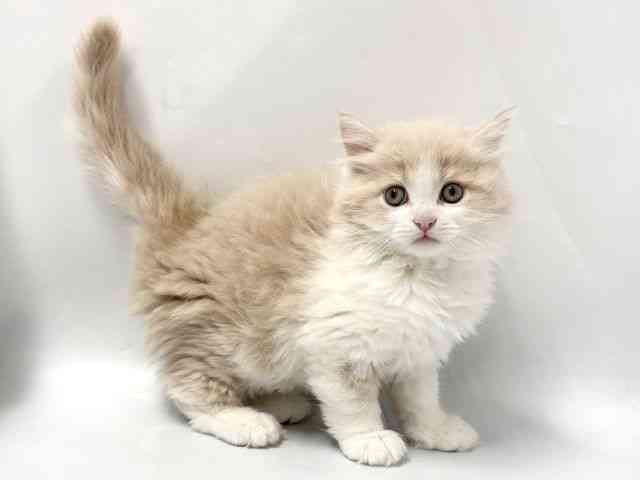 京都府のサイベリアン (ひごペットフレンドリー京都店/2025年12月2日生まれ/男の子/クリームタビーホワイト)の子猫の2枚目の画像