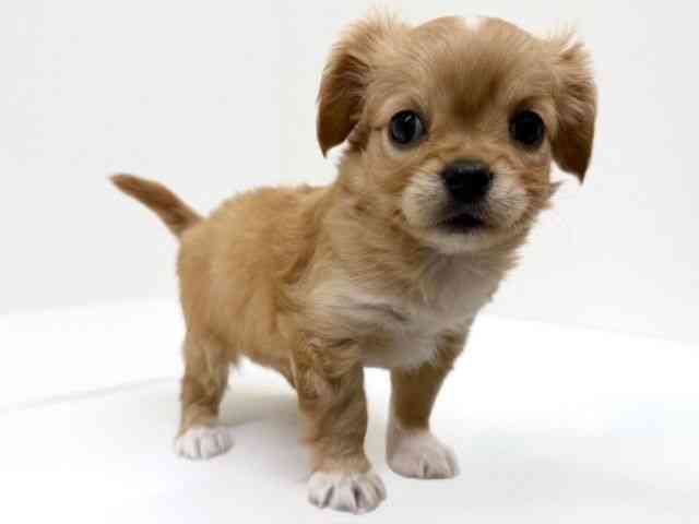 兵庫県のキャバチワ/チワキャバ(キャバリア×チワワ) (ひごペットフレンドリーブルメールHAT神戸店/2025年12月2日生まれ/女の子/ルビー)の子犬の2枚目の画像