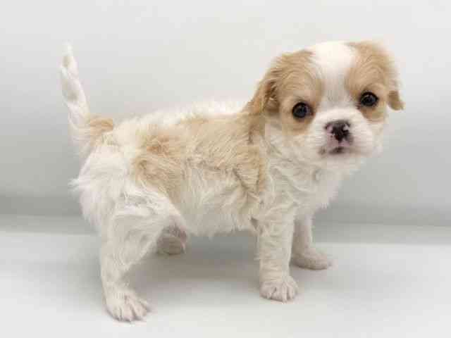 大阪府のキャバチワ/チワキャバ(キャバリア×チワワ) (ひごペットフレンドリーららぽーとEXPOCITY店/2025年12月2日生まれ/男の子/ブレンハイム)の子犬の2枚目の画像