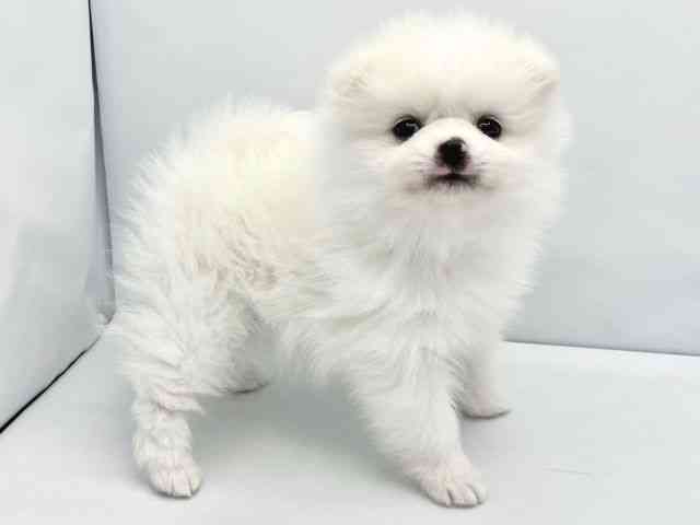大阪府のポメラニアン (ひごペットフレンドリーイトーヨーカドー津久野店/2025年12月6日生まれ/男の子/ホワイト)の子犬の2枚目の画像